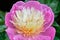 Part of pink peonies in the garden. Pink peony macro photo. Burgundy peony flower. Closeup of pink peonies in the garden, peony