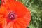 Part of red poppy on a green background