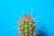 Part small Stetsonia coryne cactus with long spines on blue background