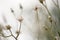 Part of a soft dandelion field close up on a natural foggy background