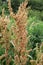 Part of a sorrel bush (Rumex confertus) growing in nature with dry seeds on the stem