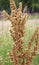 Part of a sorrel bush (Rumex confertus) growing in nature with dry seeds on the stem