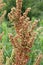 Part of a sorrel bush (Rumex confertus) growing in nature with dry seeds on the stem