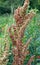 Part of a sorrel bush (Rumex confertus) growing in nature with dry seeds on the stem