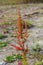 Part of a sorrel bush Rumex confertus growing in the wild with dry seeds on the stem