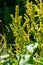 Part of a sorrel bush Rumex confertus growing in the wild with dry seeds on the stem