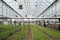 Part of spacious industrial greenhouse with long rows of green seedlings