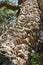 Part of Stem of cork oak tree