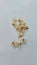 Part of Styrax sumatrana benzoin resin frankincense flower isolated on white background