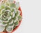 Part of succulent plant Echeveria on the left of the image. Copy space for text to the right of the photo. White
