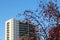 Part of a tall modern building against a blue sky with red Rowan berries