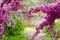 A part of a tree branch over the ground covered by a number of violet blossoming Cercis siliquastrum petals