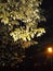 Part of treetop and street light in autumnal night