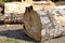 Part of the trunk of a large felled pine trees lying on the ground