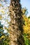 Part of a trunk tropical plant trachycarpus escelsa