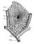 Part of the vascular network of the liver.