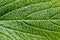 Part of viburnum rhytidophyllum green leaf close-up. Leaf surface with a lot of veins. Srub or bush for gargen decoration.