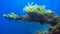 Part of the wreckage of a war battleship from World War II overgrown with sea corals. Liberty wreck off the coast of Bali island,