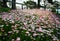Parterre of pinky flowers at Mrs Macquarie`s Chair, Sydney, New South Wales, Australia