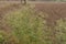 Parthenium hysterophorus or carrot grass a weed in field