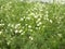 Parthenium hysterophorus flowers in the wild, white color Parthenium hysterophorus flowers in India.