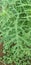 Parthenium hysterophorus green leaf