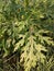 Parthenium Hysterophorus & x28;Parthenium Weed& x29;