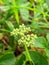 Parthenium integrifolium is a species of flowering plant in the family Asteraceae