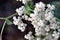 Parthenium integrifolium_wild quinine flower