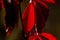 Parthenocissus. Garden plant.