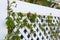 Parthenocissus grapes sprout through a white plastic fence in a modern cottage community. Landscaping and landscaping of