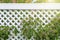 Parthenocissus grapes sprout through white plastic fence in modern cottage community. Landscaping and landscaping of