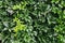 Parthenocissus plant on the wall. Green virginia creeper leaves