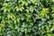 Parthenocissus plant on the wall. Green virginia creeper leaves