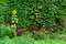Parthenocissus quinquefolia, known as Virginia creeper, Victoria creeper, five-leaved ivy. Alone sunflower background