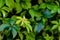 Parthenocissus quinquefolia, known as Virginia creeper, Victoria creeper, five-leaved ivy, or five-finger, is a species of