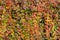 Parthenocissus Quinquefolia or Virginia Creeper Changing Color in Autumn