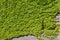 Parthenocissus tricuspidata creeping flower on the wall, natural background pattern