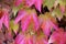 Parthenocissus tricuspidata, foliage