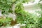 Parthenocissus tricuspidata grape family Vitaceae Boston ivy, grape ivy, Woodbine