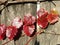 Parthenocissus Tricuspidata Plant on a Wooden Fence in the Sun in the Fall.