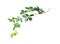 Parthenocissus twig with green leaves