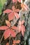 Parthenocissus, Virginia creeper red autumn leaves on tree trunk