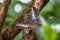 Parthenos sylvia, the brown clipper, is a species of nymphalid butterfly