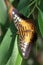 Parthenos sylvia (butterfly)