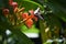 Parthenos Sylvia Butterfly on orange Adenium flower