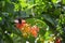 Parthenos Sylvia Butterfly sucking nectar from an orange Adenium flower