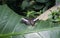 Parthenos sylvia on green leaf