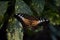 Parthenos sylvia, orange clipper butterfly