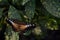 Parthenos sylvia, orange clipper butterfly